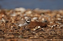 Ringed plover - E